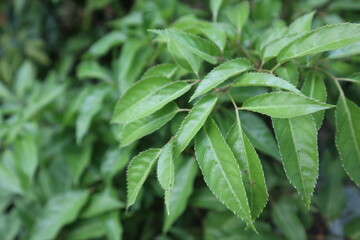 Polyscias fruticosa in the garden,herb