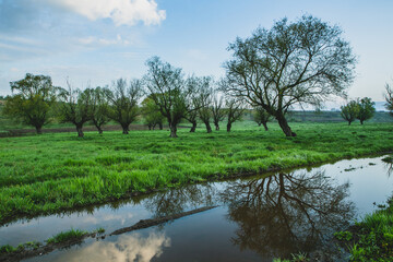 Lonely tree in the rice field with reflection in water. Big tree in a green field at sunset. Beautiful spring landscape.