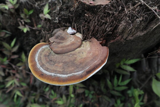 fomitopsis pinicola mushrooms on tree trunks
