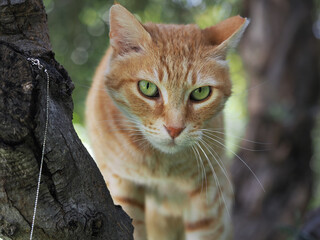 Close-up portrait of a ginger cat with green eyes
