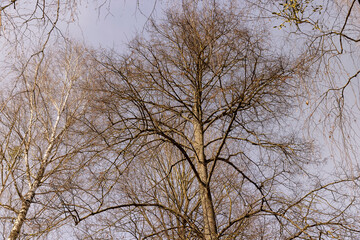 Branches of deciduous trees in the park in spring sunny weather