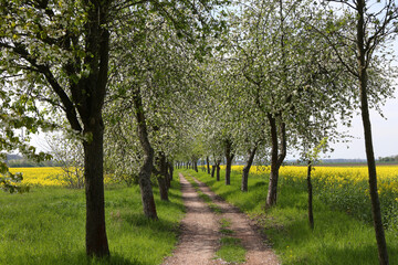 Fototapeta na wymiar Ein Radweg umsäumt von blühenden Apfelbäumen