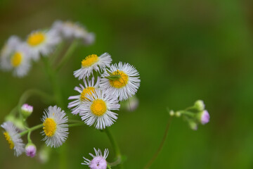 小さなヤブキリの幼虫が載っているハルジオンの花