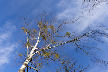 Tall birch trees in early spring without foliage