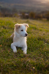 nice young white dog lying in the grass against the backlight. Border Collie