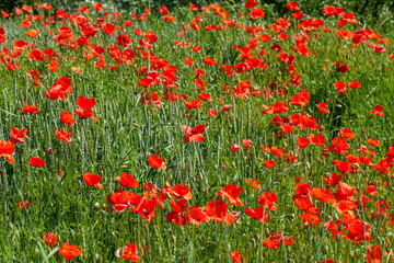 Red poppies on the field in the summer