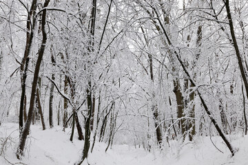 snow-covered bare deciduous trees in winter