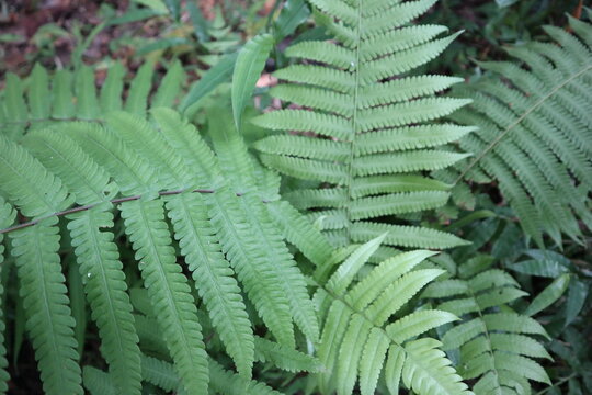 christella normalis in the garden