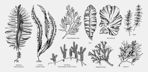 Hand drawn seaweed vector illustrations. Hand drawn sea vegetables black outlines - kelp, wakame, kombu, hijiki vector illustration. Edible algae drawings with names. Asian menu design elements - 598538557