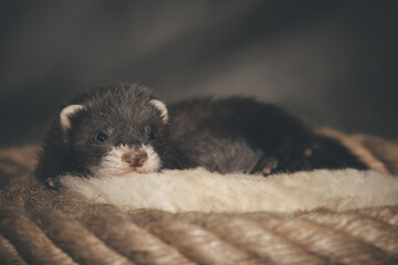 Dark sable five weeks old ferret baby posing for portrait on hemp rope