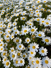 Daisy. Field of camomiles at sunny day at nature. Chamomile flowers field wide background in sun light
