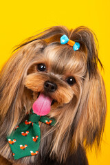 Yorkshire terrier with ornament, smooth clean fur, pet grooming, indoor studio shot, clean background