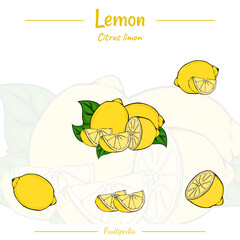 Frutipedia Lemon fruit