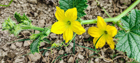 yellow flowers in the garden, yellow flower with drops, Bangi flower, yellow pumpkin flowers with green leaves 