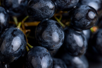 washed ripe black grapes covered with drops of water