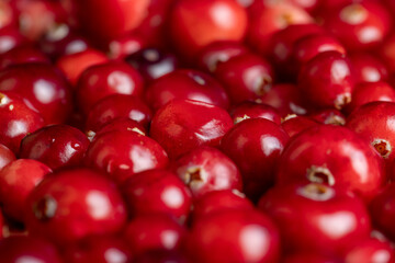 Red ripe cranberries harvested in swamps