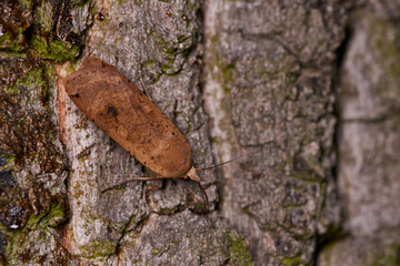 Hausmutter (Noctua pronuba)