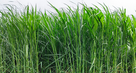 green grass in the wind, green grass in the wind, green grass background wallpaper, green grass field, grass plant 