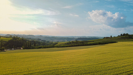 Obraz premium Yellow wheat field, illuminated by the sun