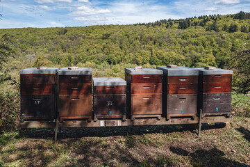 Bees flying around a beehive for apiculture in uxembourg