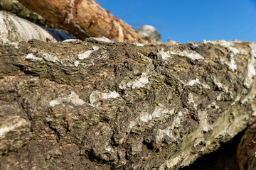 a pile of sawn wood after deforestation, harvesting of wood