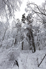 snow-covered bare deciduous trees in winter