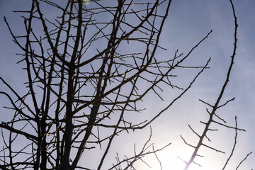 deciduous trees in winter during the day in sunny weather