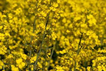 beautiful blooming rapeseed flowers in spring