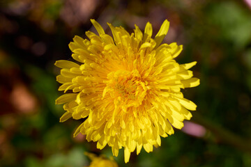 close up with beautiful flowers from the park in a blurred background