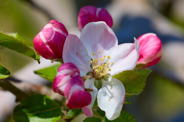 Fototapeta na wymiar close up with blooming apple flowers in spring time