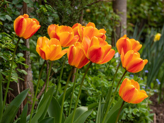 Orange and yellow tulips in bloom in a beautiful garden