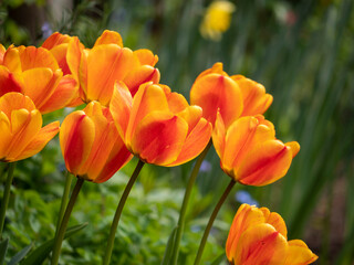 Orange and yellow tulips in bloom in a beautiful garden