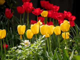 Orange with Red Tulips in bloom in spring, close up