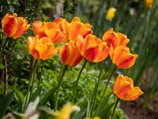 Obraz na płótnie Canvas Orange and yellow tulips in bloom in a beautiful garden