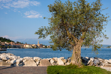 Alter Olivenbaum an der Uferpromenade von Salò, Gardasee, Provinz Brescia, Lombardei, Italien