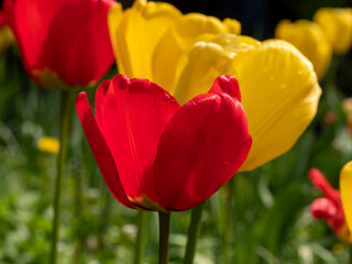 Orange with Red Tulips in bloom in spring, close up