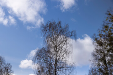 Tall birch trees in early spring without foliage