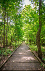 Boardwalk at Lake Fausse Pointe State Park