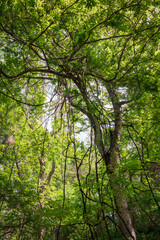 Lake Fausse Pointe State Park