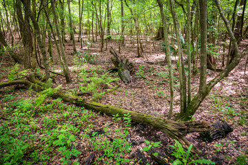 Lake Fausse Pointe State Park