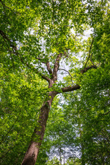 Lake Fausse Pointe State Park