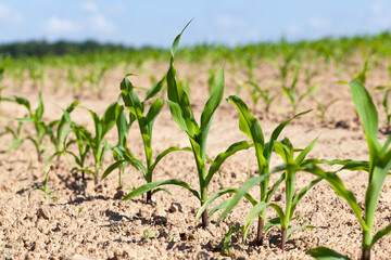 small green corn sprouts in the summer
