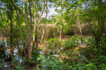 Lake Fausse Pointe State Park