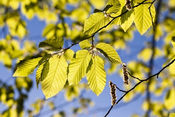 Brightly illuminated by sunlight foliage of trees in the spring season