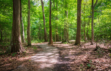 Hiking Trail at Lake Fausse Pointe State Park