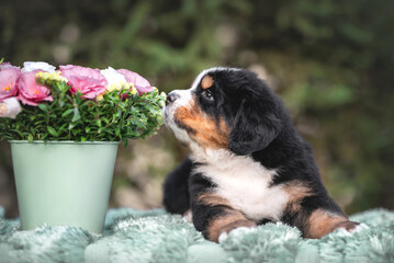 Outdoor photo of cute black red white puppy of bernese mountain dog laying near bucket with pink and white flowers and smelling them on green background