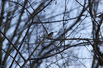 two sparrows sitting on the branches of a tree in the winter season