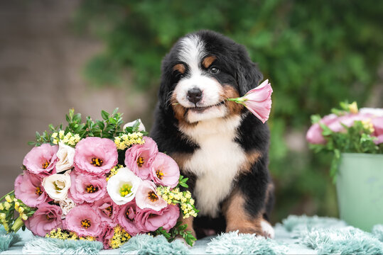 Outdoor photo of cute black red white puppy of bernese mountain dog laying near bouquet of pink and white flowers with flower in his mouth on green background