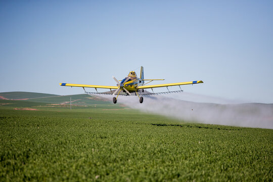 Close up image of crop duster airplane spraying grain crops on a field on a farm