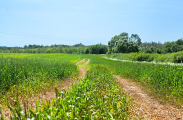 Fototapeta premium Picturesque summer landscape. Road through a field of young green wheat, forest and bushes in the background, against a blue sky.